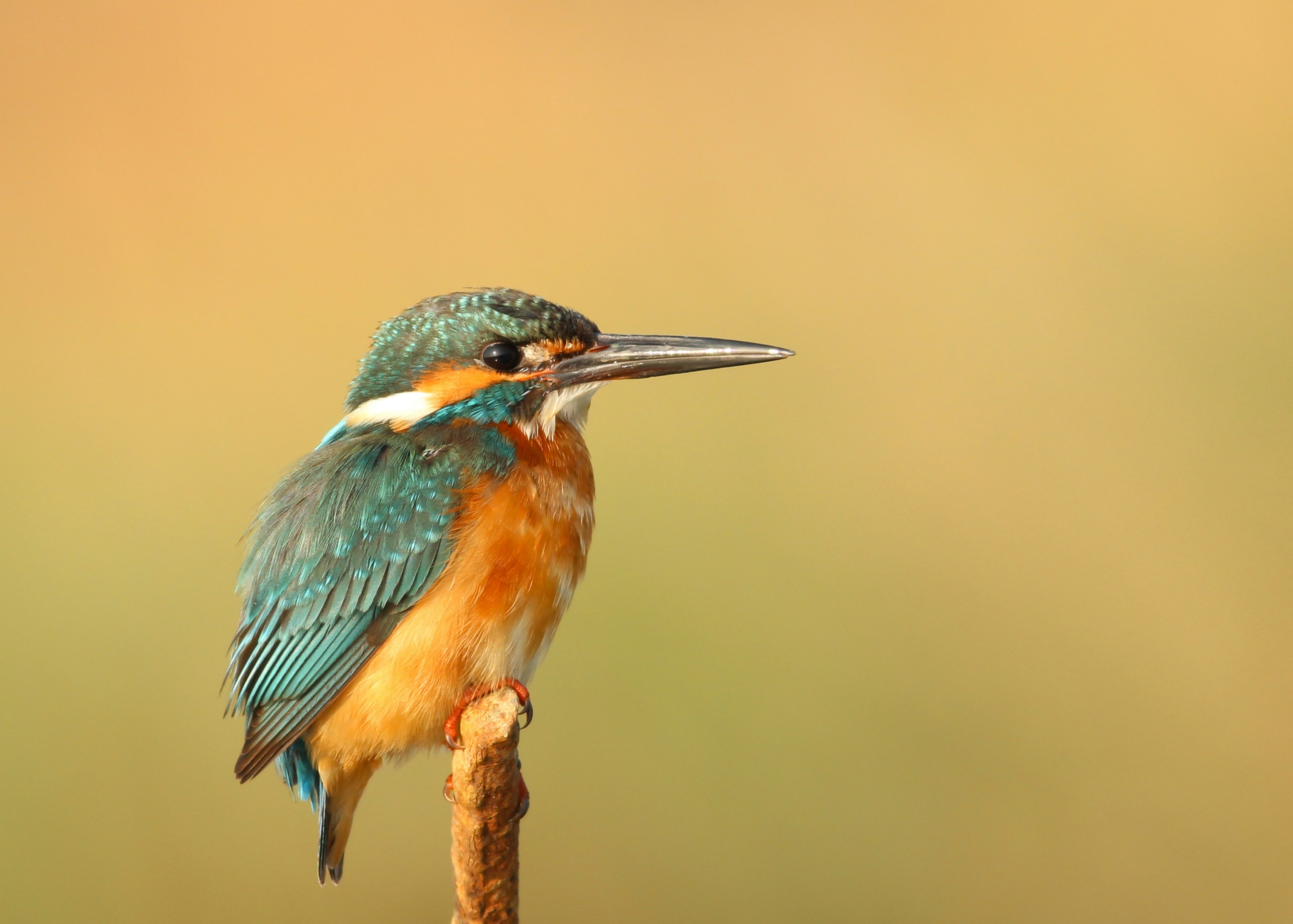Mines Become Meadows: Symphony of Birds