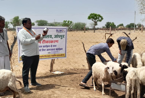 Improved income from livestock rearing,Barmer, BLMCL