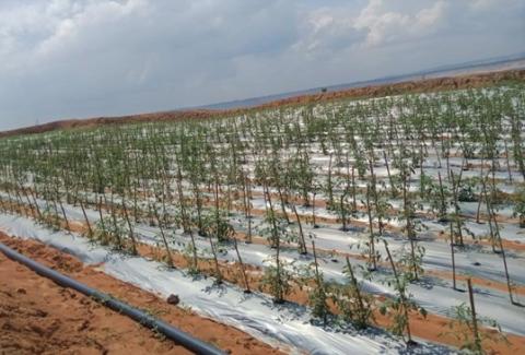 Brinjal seedlings transplantation at Reclaimed Area, Mine-I, NLCIL