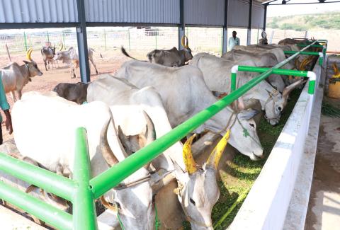 Cattle Shade in reclamation Area, Mine-2, NLCIL
