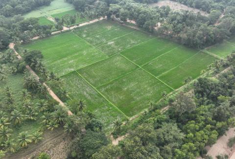 Paddy Fields in Mine-1, NLCIL