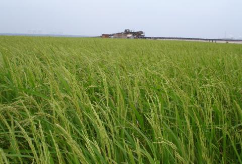 Paddy fields, Reclamation side, Mine-1A, NLCIL