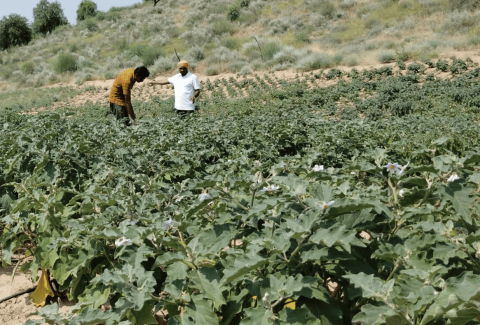 Improved income from Kharif crop, Barmer, BLMCL