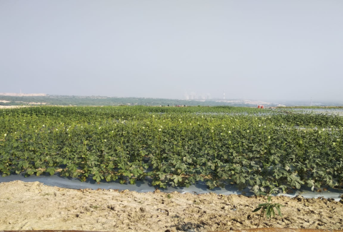 Lady finger Crop in Reclamation Area,  Mine-II, NLCIL